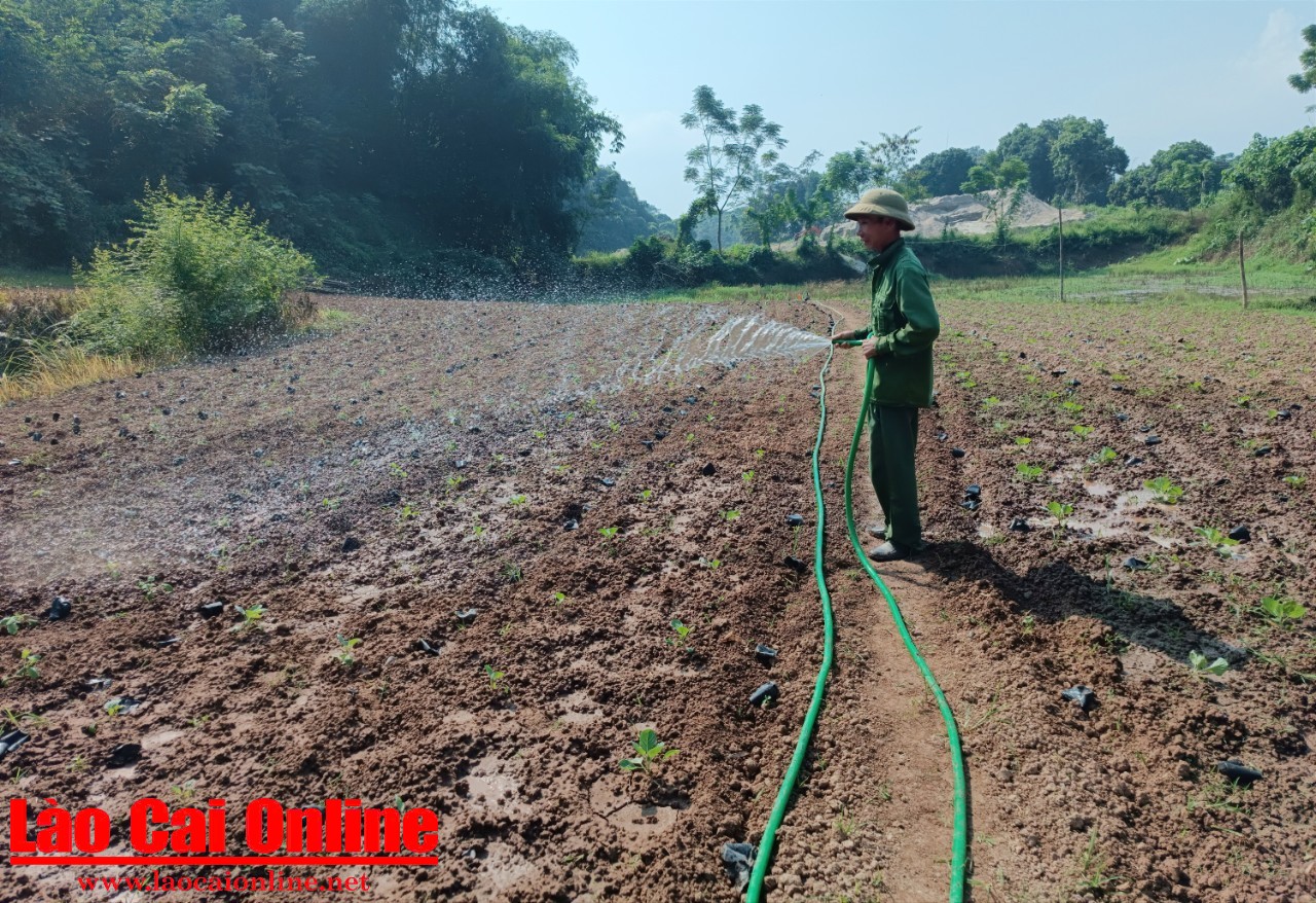 Nông dân tập trung nhân lực gieo trồng cây vụ đông (Ảnh Báo Lào Cai).