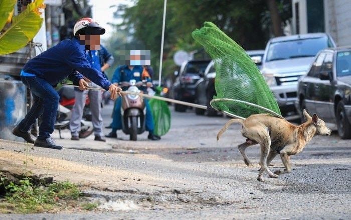 Nhiều địa phương đã tiến hành ra quân xử lý chó thả rông.