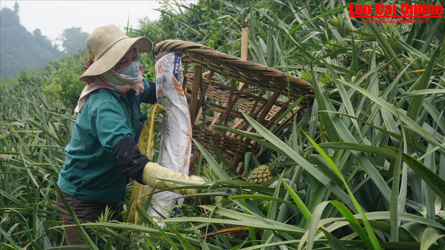 Dứa là một trong những cây trồng mang lại giá trị cao cho bà con nông dân Mường Khương