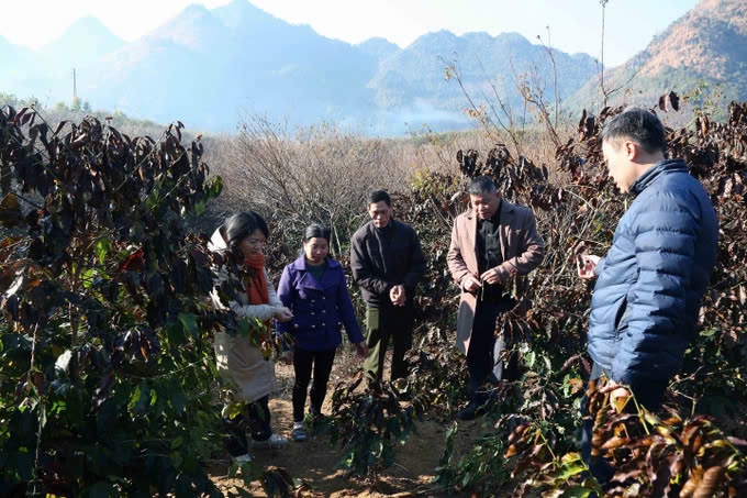 Cán bộ Trung tâm Dịch vụ nông nghiệp thành phố Sơn La hướng dẫn người dân các biện pháp ứng phó, giảm thấp nhất thiệt hại do sương muối gây ra cho cây cà phê. Ảnh: TL