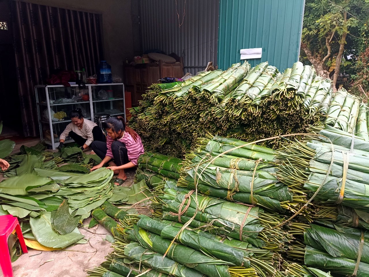 Một cơ sở thu mua lá dong chuẩn bị cung ứng về xuôi