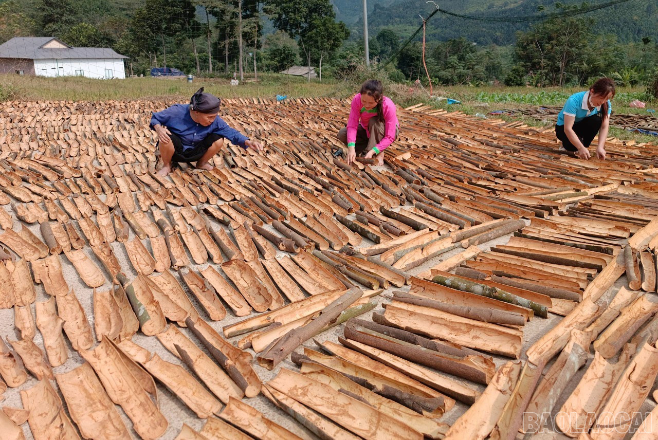 Nhiều hộ nông dân Lào Cai có thu nhập ổn định từ cây quế. (Ảnh Báo Lào Cai)