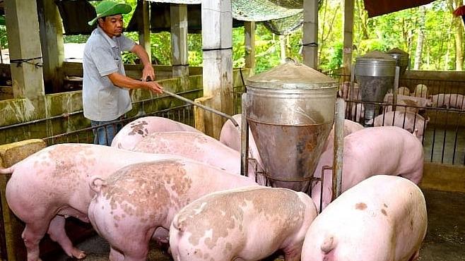 Tại Đồng Nai, giá heo hơi hiện đã tăng hơn 4.000 đồng/kg so với đầu tuần.