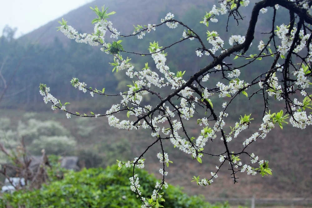 Sắc trắng hoa mận tinh khôi