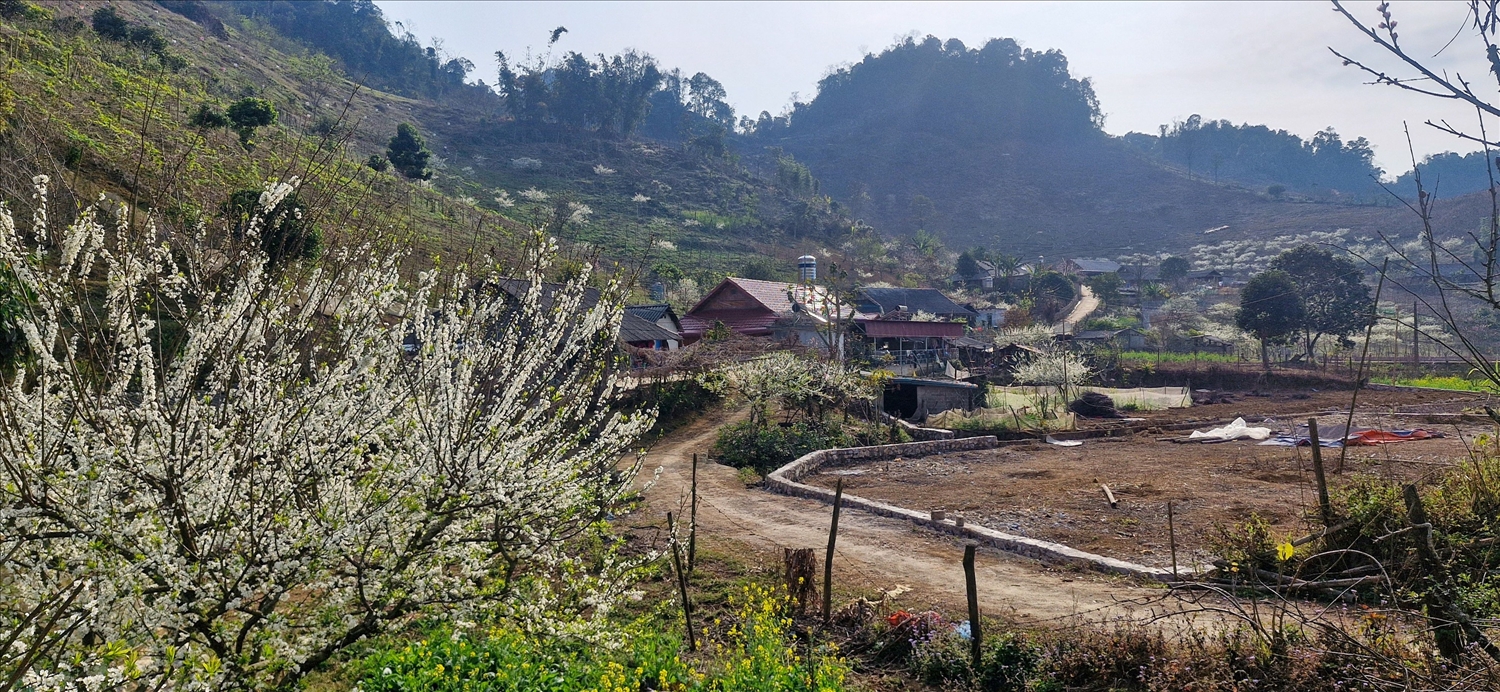 Hoa mận gọi Xuân về bản làng vùng cao Tây Bắc