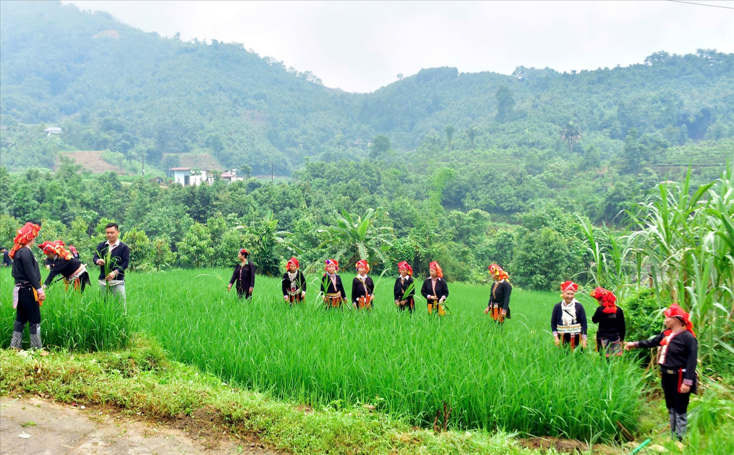 Đồng bào dân tộc Dao phát triển kinh tế từ cây lúa nước