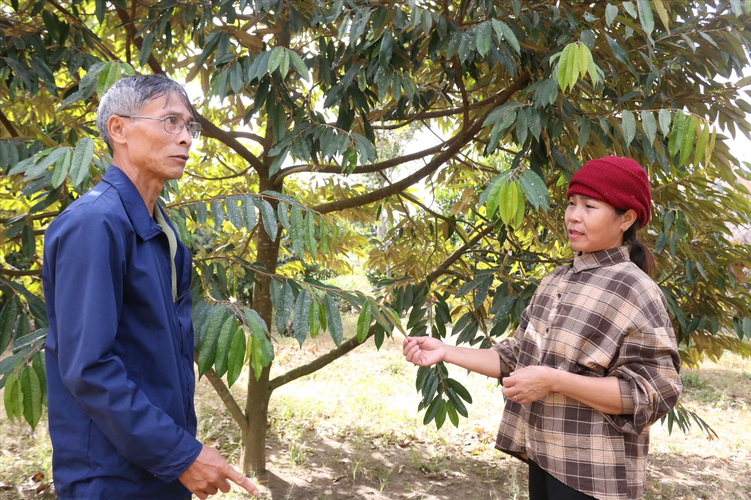 Với sự tuyên truyền, vận động của đảng viên, chị Y Ai (bên phải), thôn Kà Nhảy, xã Đăk Nông đã có thêm thu nhập từ việc cải tạo vườn tạp