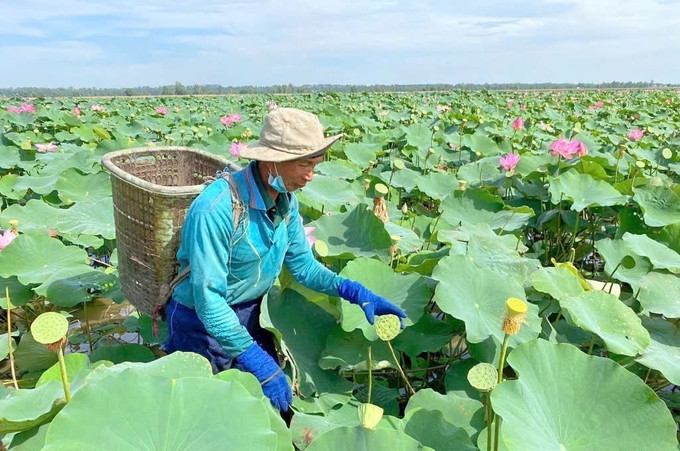 Nông dân thu hoạch gương sen tại ruộng thí điểm trồng sen mùa lũ trong dự án Dự án Mekong NbS triển khai thí điểm tại xã Vĩnh Trung, thị xã Tịnh Biên, tỉnh An Giang. Ảnh: Công Mạo - TTXVN