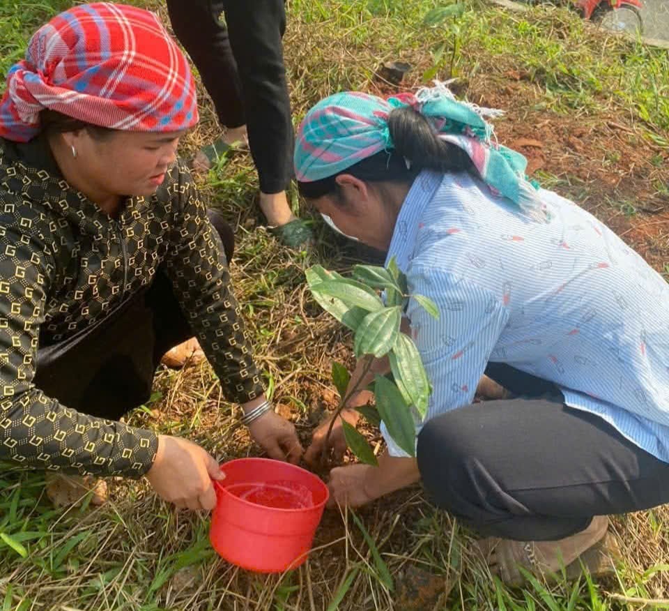 Nông dân xã Phú Nhuận, huyện Bảo Thắng giúp nhau trồng quế, mong một năm mưa thuận gió hòa, cây cối phát triển tốt (Ảnh Báo Lào Cai)