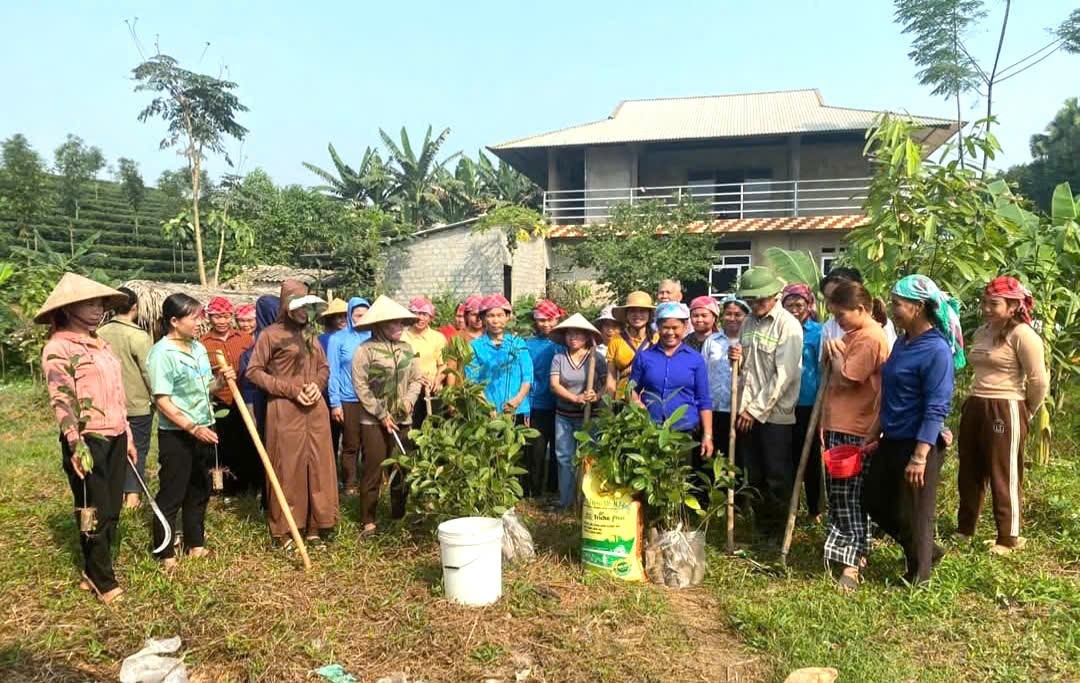 Nông dân xã Phú Nhuận, huyện Bảo Thắng tích cực trồng quế những ngày đầu xuân (Ảnh Báo Lào Cai)