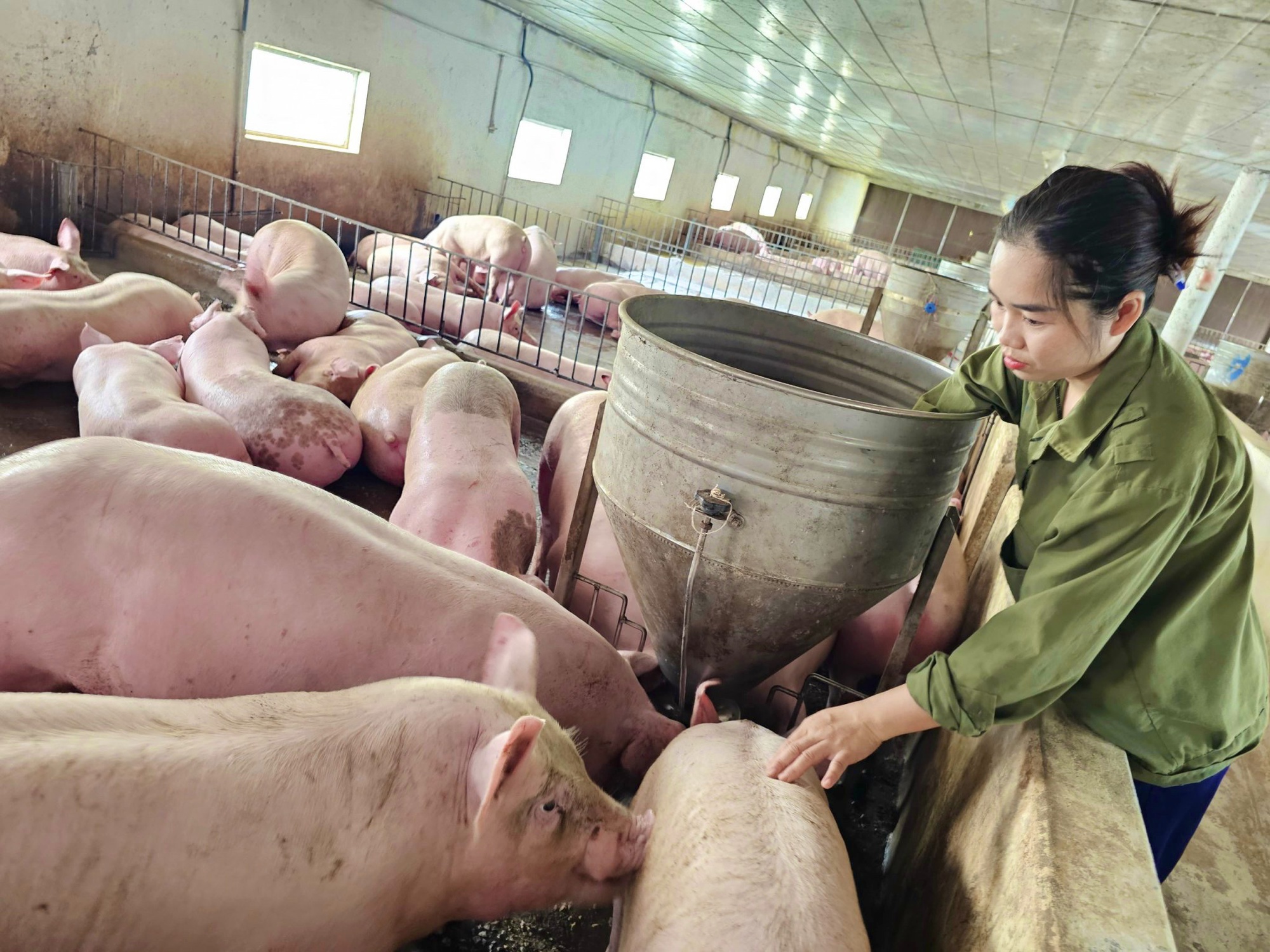 Giá heo hơi miền Trung - Tây Nguyên: Nhích nhẹ ở một số địa phương