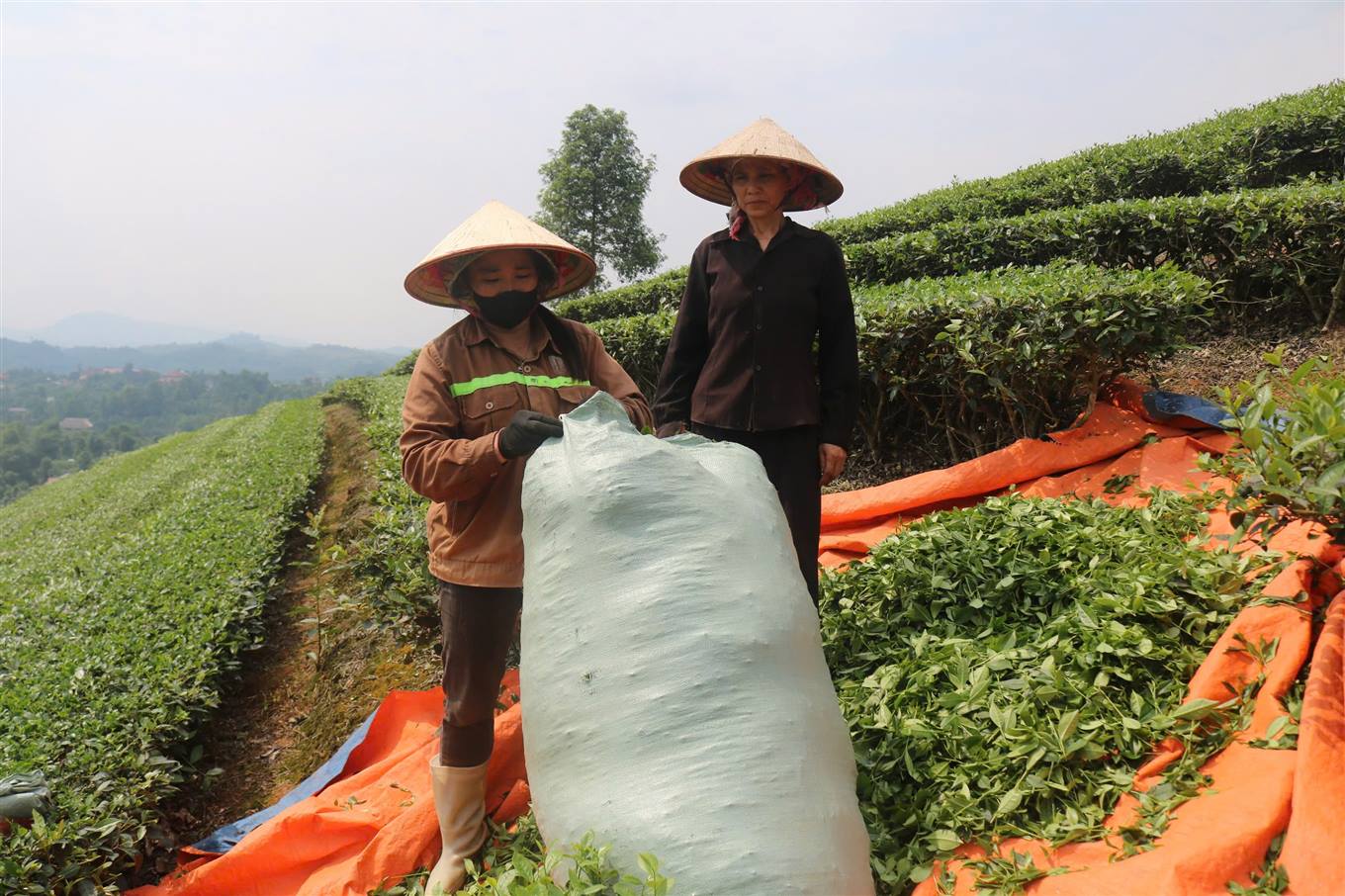 Phú Nhuận định hướng phát triển vùng chè hàng hóa theo hướng hữu cơ 4 Bà Tươi thôn Phú Hải 2 xã Phú Nhuận thu hoạch chè búp tươi. (Ảnh Truyền Hình Bảo Thắng)