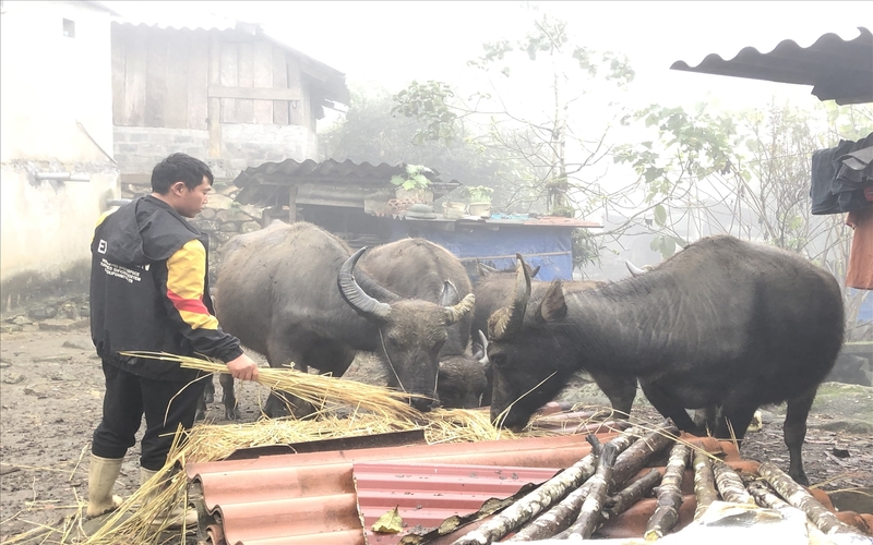 Bà con nông dân tận dụng rơm rạ dự trữ để cho gia súc ăn trong những ngày giá rét không chăn thả được. (Ảnh Báo Dân Tộc)