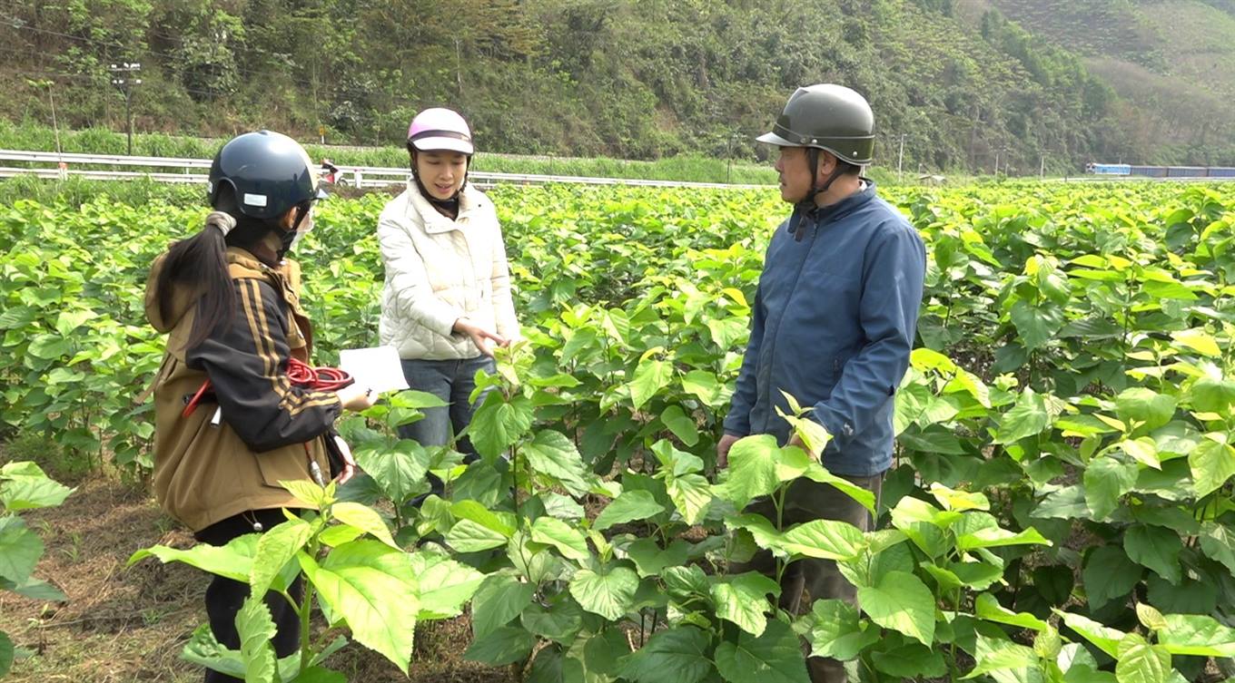 Kim Sơn tích cực phát triển nghề trồng dâu nuôi tằm, hướng đến kinh tế bền vững 4 Bãi dâu tằm đang phát triển tốt tại thôn Kim Quang, xã Kim Sơn. (Ảnh Truyền Hình Bảo Yên)