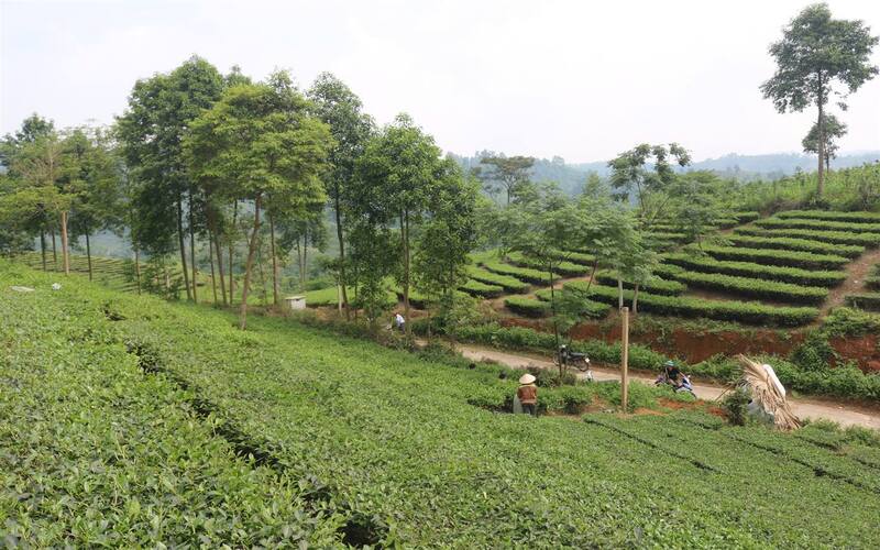 Phú Nhuận định hướng phát triển vùng chè hàng hóa theo hướng hữu cơ 6 Bát ngát màu xanh vùng chè chất lượng cao Phú Nhuận. (Ảnh Truyền Hình Bảo Thắng)