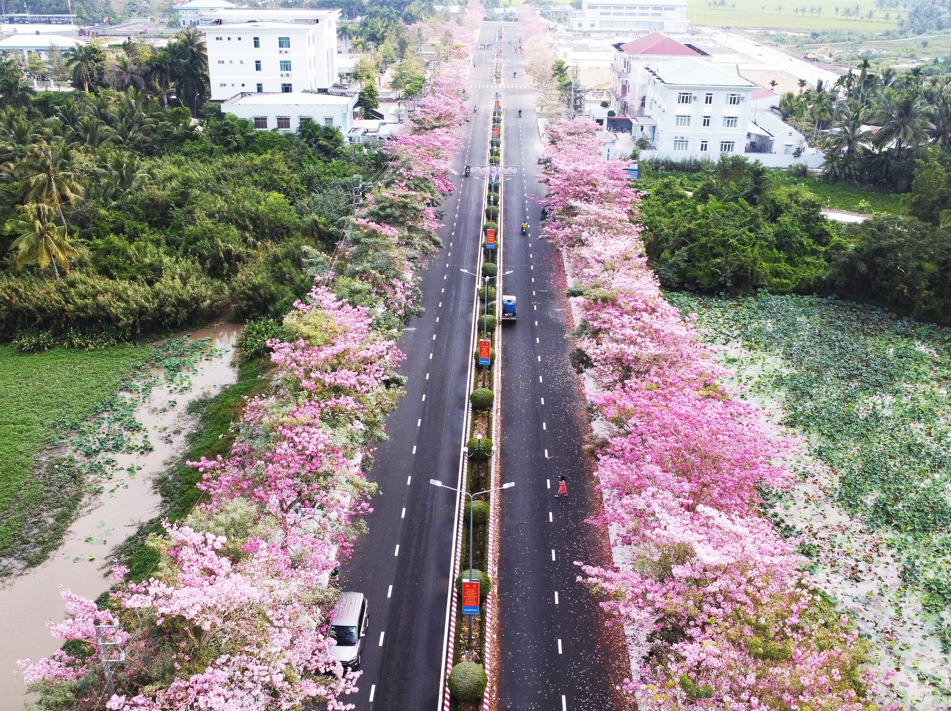 Còn đường hoa kèn hồng dài hơn 1km nằm ở đường Hùng Vương, nối từ Quốc lộ 1 đến khu hành chính huyện Châu Thành, tỉnh Sóc Trăng. Ảnh Báo Công Luận