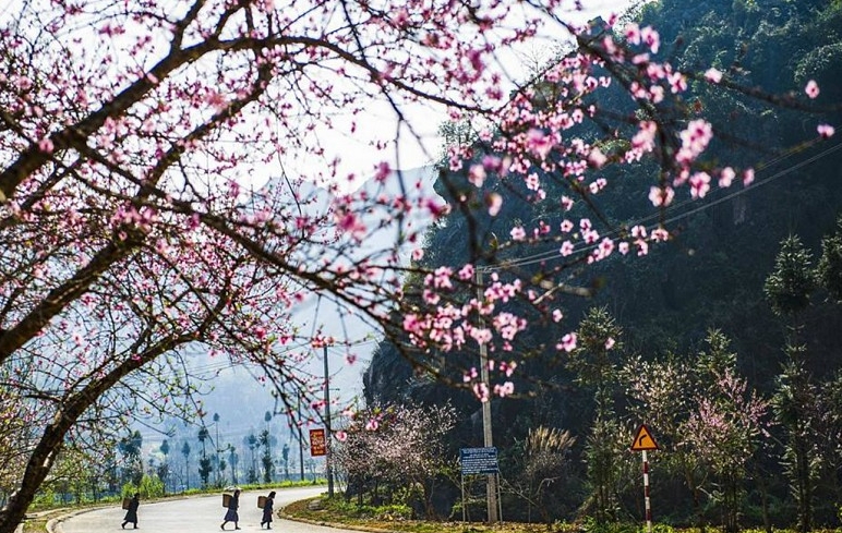 Hoa đào Hà Giang là loại đào phai năm cánh, tuy không quá đỏ thắm rực rỡ nhưng sắc hồng ấy cũng đủ làm ấm cả một không gian rộng lớn chìm dài trong cái giá lạnh mùa đông nơi biên ải. Ảnh: Giàng A Phớn