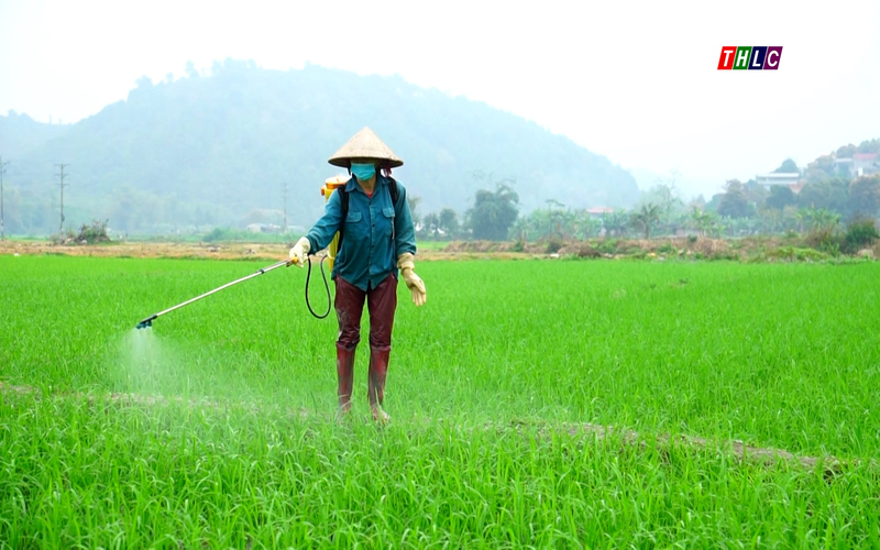 Nếu phát hiện sâu bệnh hại lúa, người dân cần báo cho cơ quan chuyên môn để được tư vấn về cách phòng trừ (ảnh truyền hình Lào Cai)