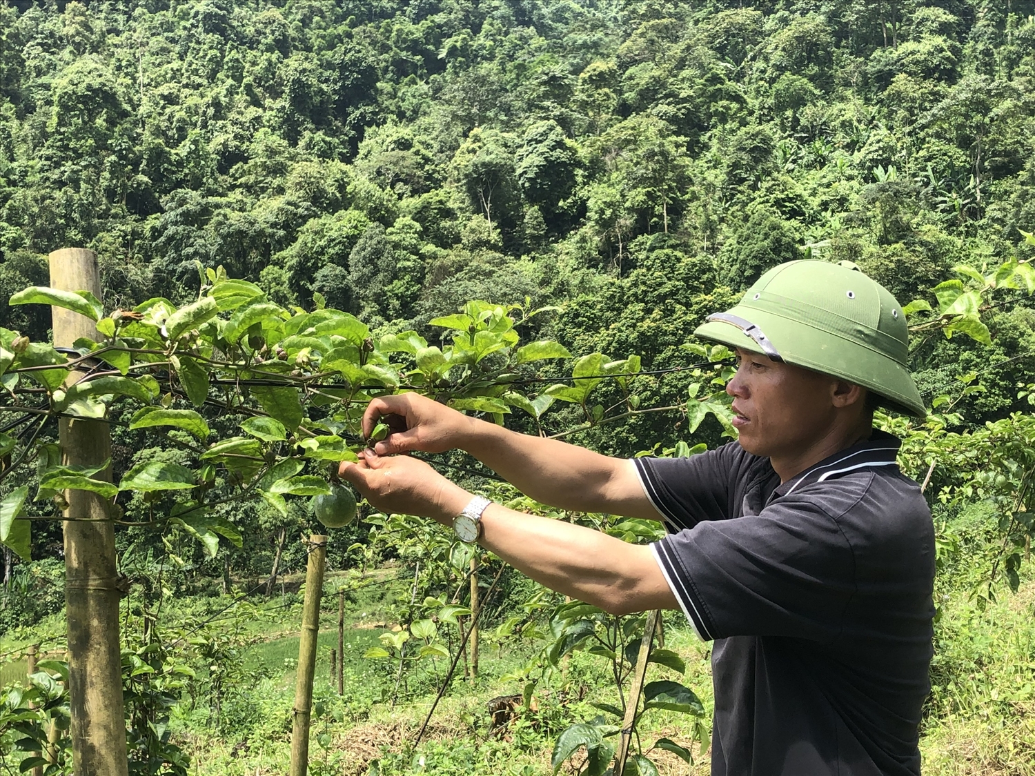 Người dân thôn Phìn Ngan, xã Trịnh Tường trồng chanh leo từ nguồn hỗ trợ Chương trình MTQG 1719. (Ảnh Báo Dân Tộc)