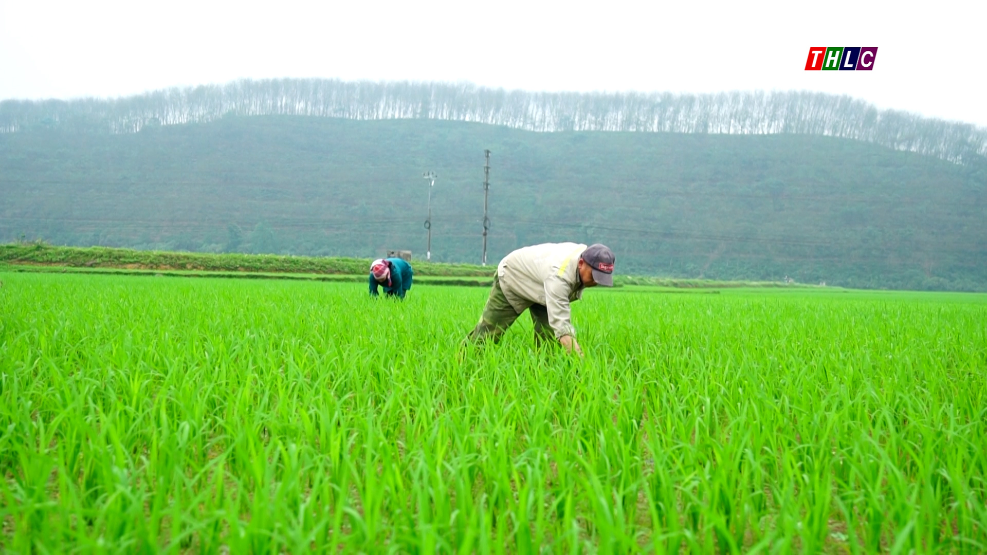 Thời tiết lúc mưa, lúc nắng thuận lợi cho sâu bệnh phát triển, người dân cần thăm đồng thường xuyên (ảnh truyền hình Lào Cai)