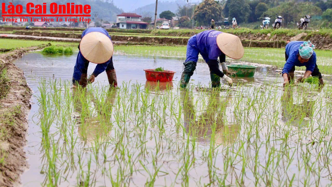 Để đảm bảo nhanh và đỡ vất vả hơn, thường thì một nhóm 4 - 5 gia đình sẽ làm xoay vòng, hôm nay đi cấy mạ cho nhà này, hôm sau cấy mạ cho nhà khác đến khi ruộng của mọi nhà đều cấy xong. Như vậy sẽ đỡ vất vả cũng như mang đậm tình làng nghĩa xóm.