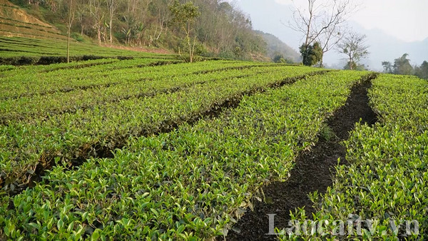 Nhờ thời tiết thuận lợi, nương chè xanh tốt hơn, hứa hẹn một mùa thu hái năng suất cao (ảnh truyền hình Lào Cai)