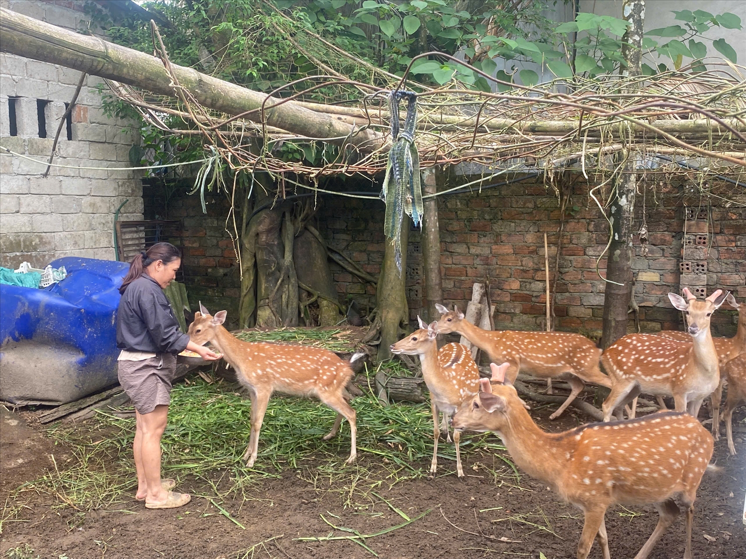 Nuôi hươu sao ở các huyện miền núi Quảng Nam - Tín hiệu mới về một sinh kế lâu dài 10 Người dân miền núi ở Quảng Nam ngày càng khấm khá nhờ nuôi hươu lấy nhung
