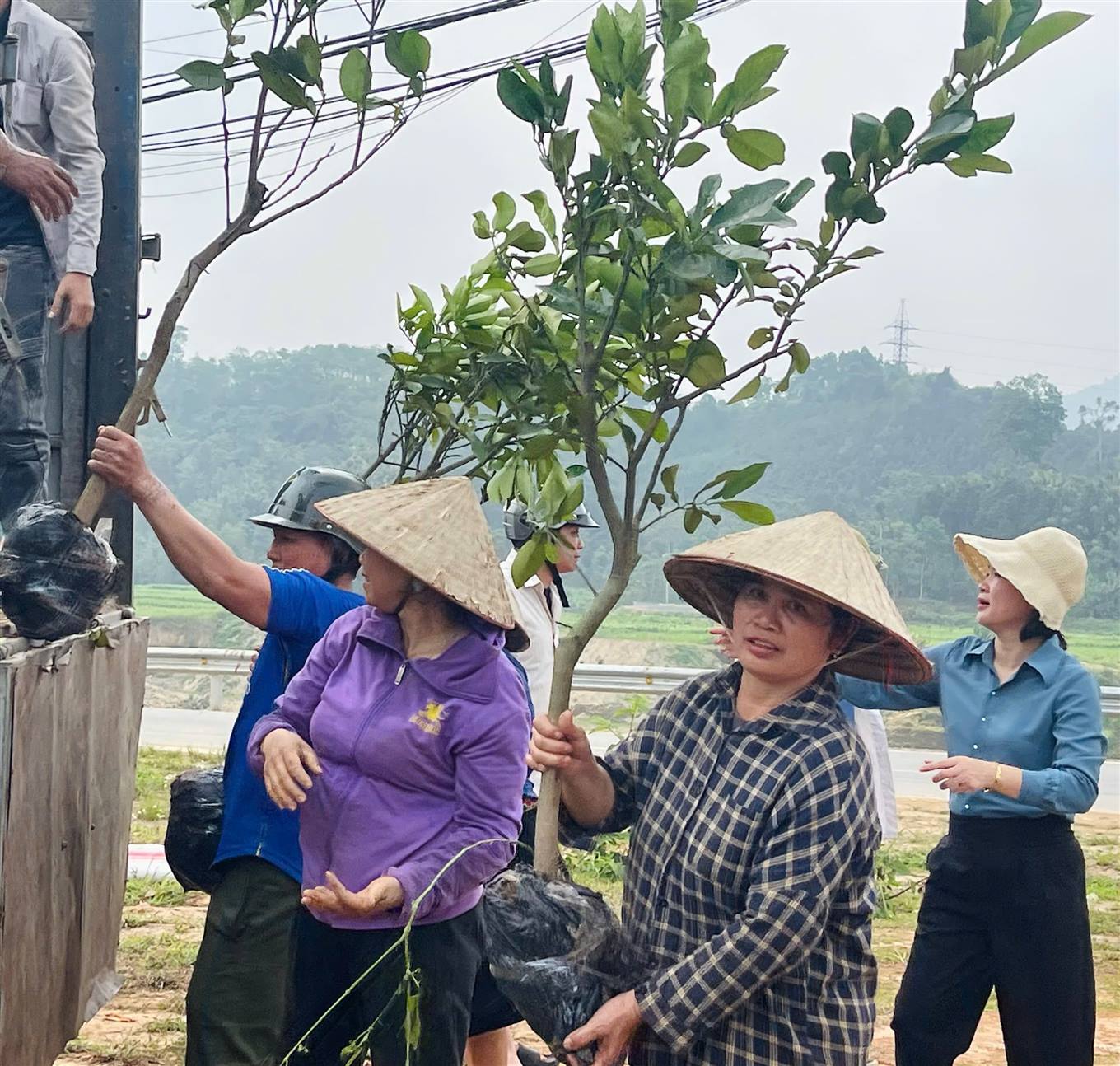 Nhận cây giống bưởi da xanh. (Ảnh Truyền Hình Bảo Yên)