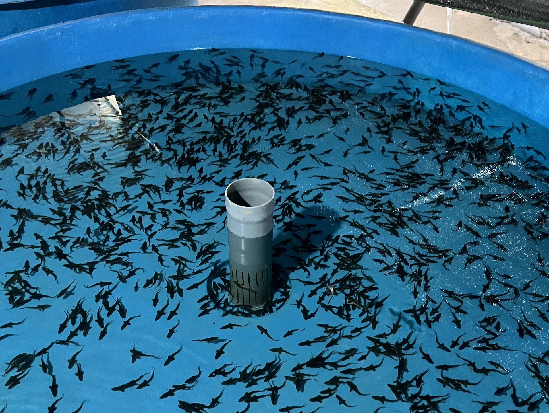 Tân Tiến phát triển mô hình nuôi cá tầm: Hướng đi mới cho nông nghiệp bền vững 10 Mô hình nuôi cá tầm đang mở ra triển vọng mới cho phát triển kinh tế tại xã Tân Tiến (ảnh truyền hình Bảo Yên )