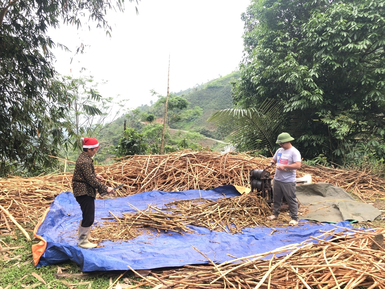 Các Chương trình MTQG tạo bước phát triển mới cho Phìn Ngan 10 Bà con nông dân Phìn Ngan thu hoạch vỏ quế