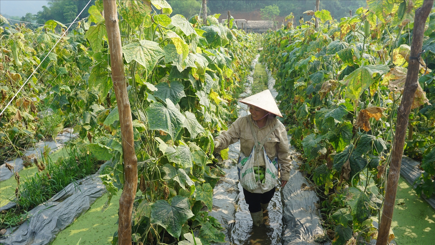 Xã Nghĩa Đô (Lào Cai): Hiệu quả từ đa dạng hóa sinh kế nâng cao thu nhập cho người dân 6 Bà con nông dân đang tập trung thu hái dưa để chuẩn bị làm đất trồng vụ mới