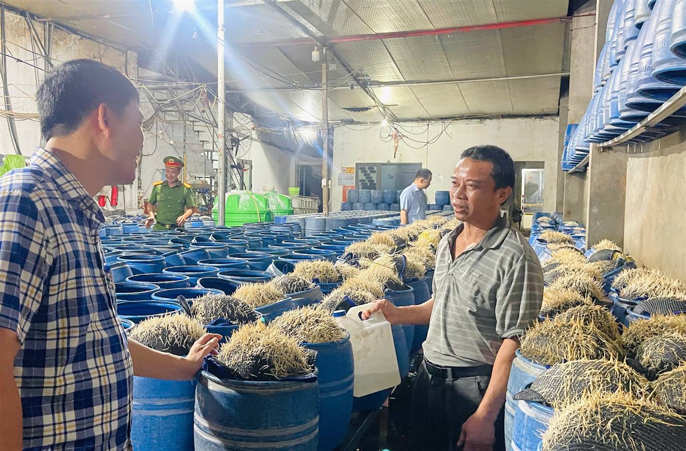Lào Cai: Khởi tố ba đối tượng sản xuất gần 350 tấn giá đỗ chứa hóa chất độc hại 5 Các đối tượng sử dụng dung dịch 6-Benzylaminopurine để ngâm ủ giá đỗ