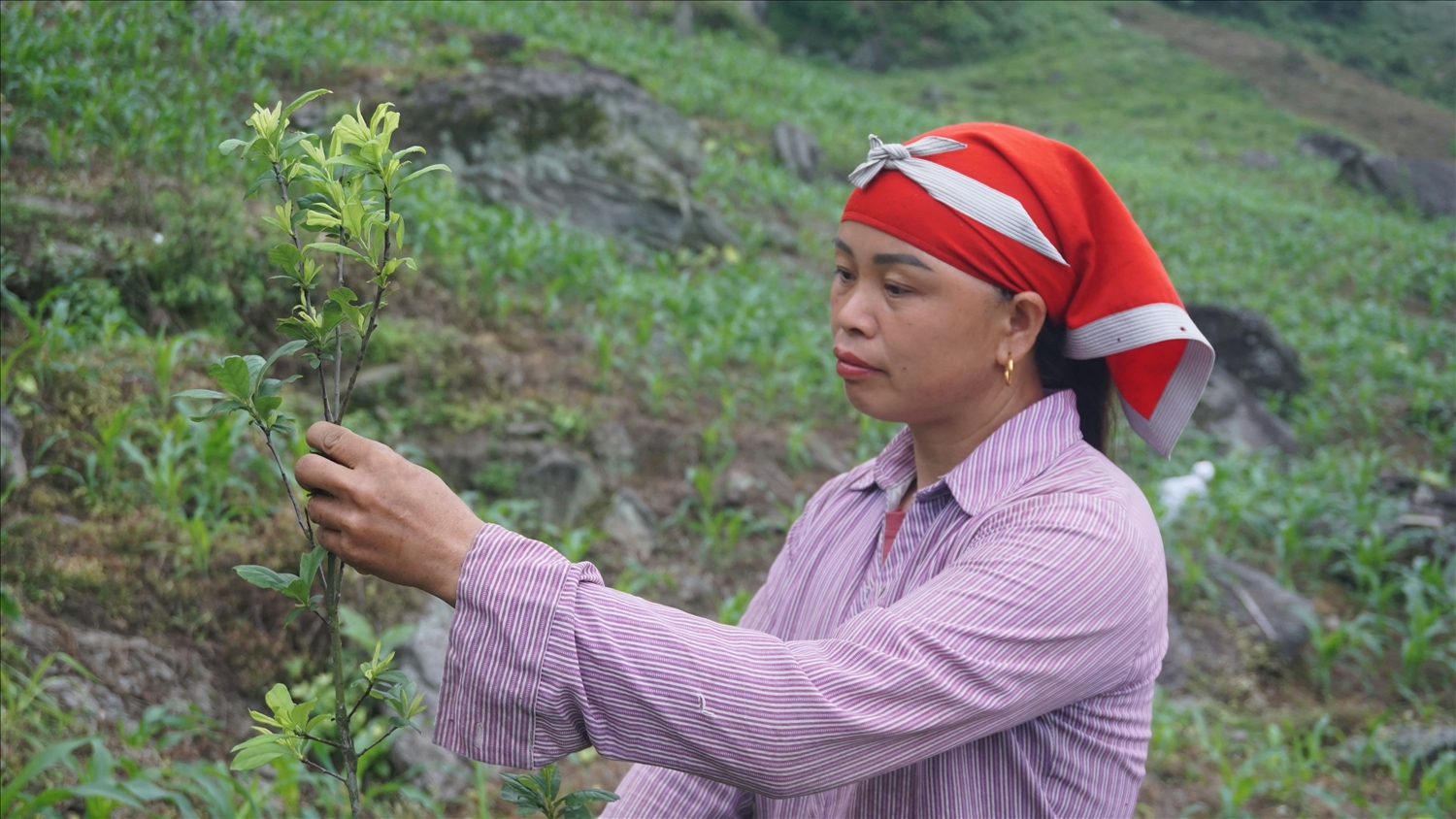 Các Chương trình MTQG tạo bước phát triển mới cho Phìn Ngan 8 Chị Mẩy hy vọng khi cây mận cho quả sẽ có thêm nguồn thu nhập nâng cao đời sống của gia đình