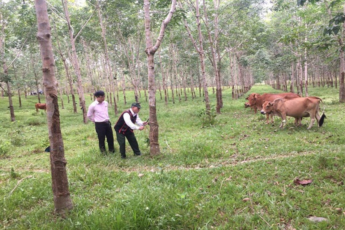 Hướng đi giúp đồng bào DTTS ở huyện Phú Lộc thoát nghèo 3 Cùng với đi xuất khẩu lao động, chính sách hỗ trợ sinh kế trong Chương trình MTQG phát triển kinh tế-xã hội vùng đồng bào DTTS giai đoạn 2021-2025 đã và đang từng ngày nâng cao chất lượng cuộc sống của đồng bào DTTS ở huyện Phú Lộc