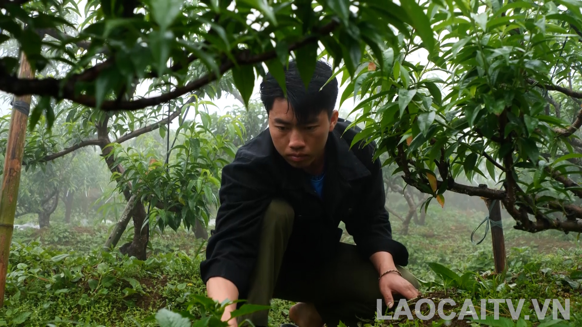 Gương sáng Chi bộ 6 thôn Can Ngài: Khơi dậy tinh thần đoàn kết, đổi thay bản nghèo 2 Đảng viên trẻ Vàng A Cáng gương mẫu đi trước, làm trước trong phát triển kinh tế (ảnh THLC)