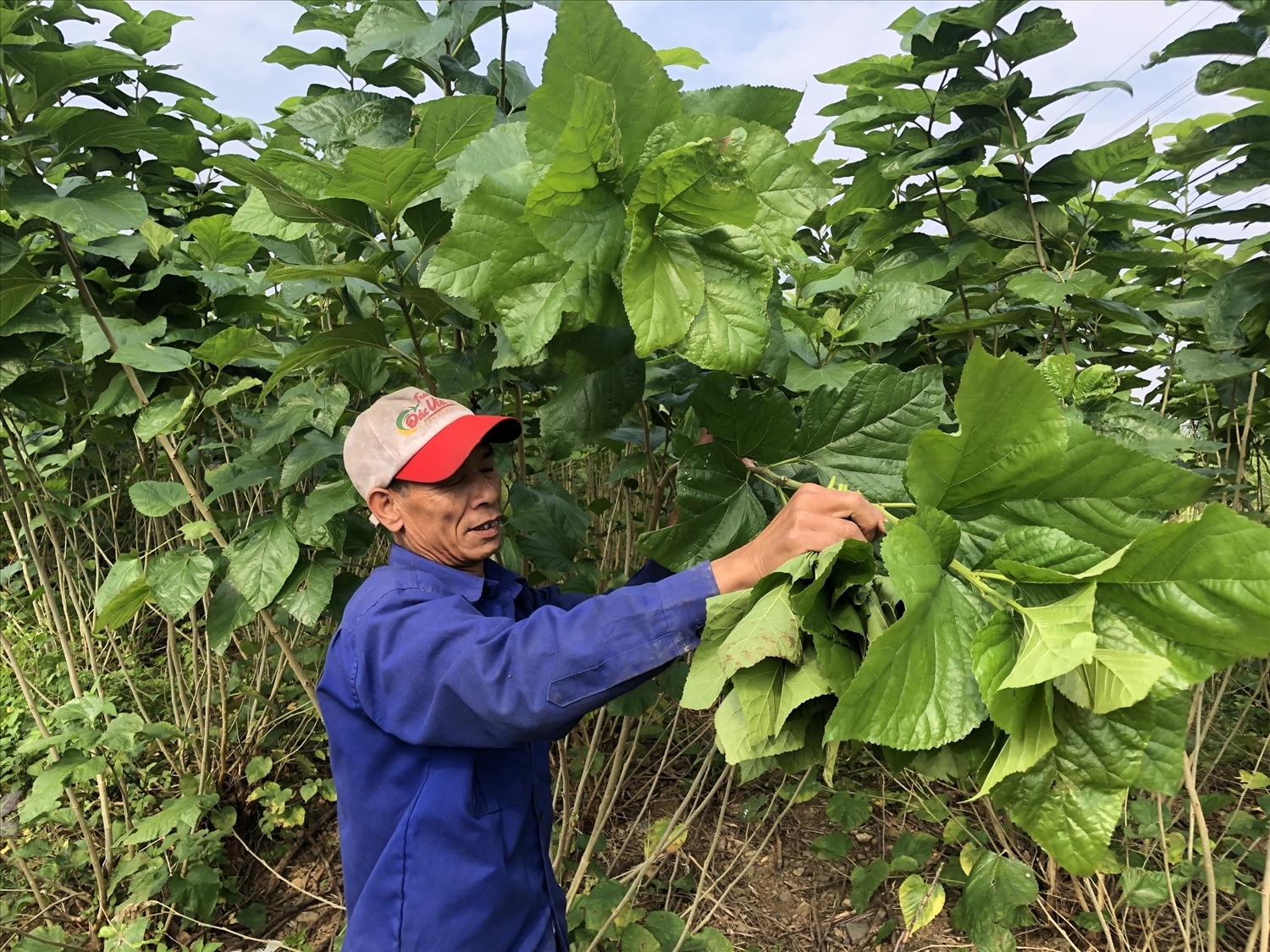 Huyện Bảo Yên triển khai hiệu quả các giải pháp giảm nghèo bền vững 2 Dâu tằm cũng là một trong những cây trồng chủ lực của huyện Bảo Yên