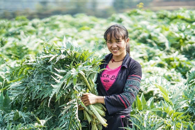 Lào Cai đề xuất điều chỉnh để phát huy nguồn lực Chương trình MTQG 1719 6 Dự án hỗ trợ vùng được liệu quý tại Sa Pa đang chậm tiến độ do vướng mắc về cơ chế, chính sáchDự án hỗ trợ vùng được liệu quý tại Sa Pa đang chậm tiến độ do vướng mắc về cơ chế, chính sách