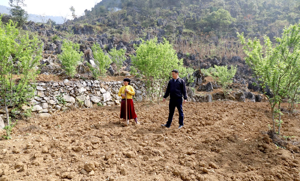 Nông dân vùng cao Hà Giang thu nhập cao từ cải tạo vườn tạp 2 Gia đình anh Lầu Súa Cở, thôn Sà Tủng Chứ kết hợp trồng mận và sâm khoai, gừng để nâng cao năng suất