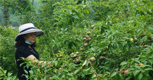 Hien toan huyen Si Ma Cai co hon 1.700 ha cay an qua on doi dien tich cho thu hoach la 850 ha. 4566