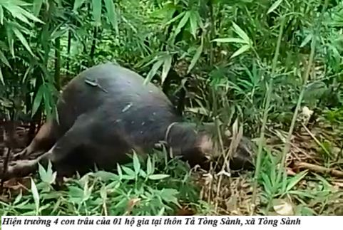 Một hộ dân ở thôn Tả Tòng Sành bị thiệt hại nặng khi 4 con trâu bị sét đánh chết. (Ảnh Truyền Hình Bát Xát)