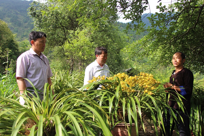 Mù Cang Chải phát triển mô hình nuôi ong lấy mật, mở hướng đi bền vững cho kinh tế vùng cao 3 Lãnh đạo xã Kim Nọi thăm mô hình địa lan của gia ông Giàng A Phềnh ở ban Dào Xa, xã Kim Nọi (ảnh CTTĐT tỉnh Yên Bái )