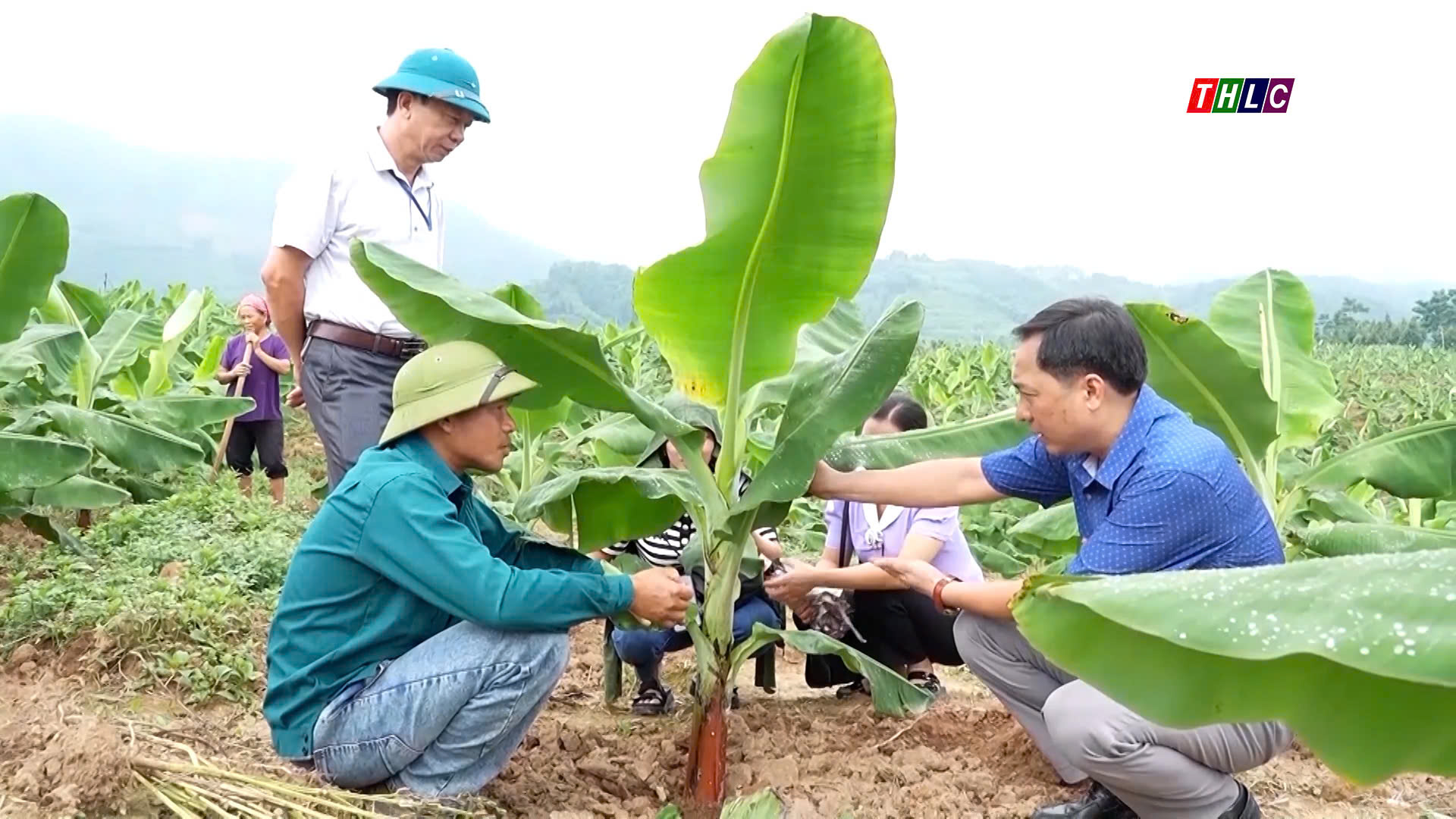 Lào Cai đặt mục tiêu xuất khẩu chính ngạch trên 90% sản lượng chuối vào năm 2025 2 Lào Cai phấn đấu trồng mới gần 1.000 ha chuối trong năm 2025. (Ảnh THLC)