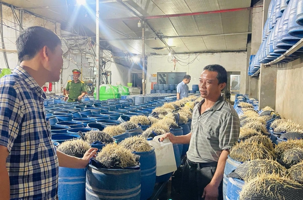 Xác định hóa chất độc trong giá đỗ ở Lào Cai: Viện Khoa học hình sự cảnh báo nguy cơ sức khỏe nghiêm trọng 2 Lực lượng chức năng kiểm tra cơ sở sản xuất giá đỗ của ông Lưu Văn Vẽ