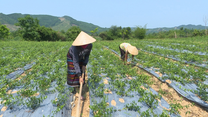 Dự án 8 góp phần đẩy lùi tảo hôn ở bản Chùa 5 Mô hình sinh kế phát triển cây dược liệu đã làm cho đời sống đồng bào Bru Vân Kiều ở bản Chùa được nâng lên rõ rệt