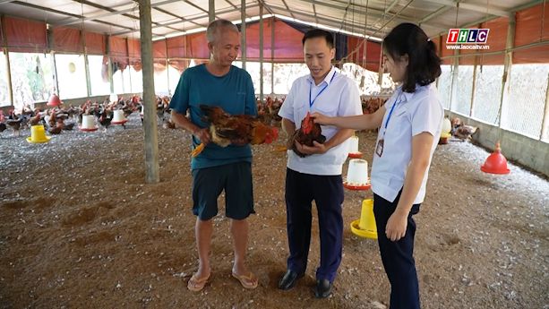 Bảo Thắng: Nhiều hộ chăn nuôi gia cầm buộc phải giảm đàn để hạn chế thua lỗ 2 Ngành nông nghiệp khuyến cáo người chăn nuôi cần cập nhật thông tin thị trường để có phương án ra, vào đàn hợp lý (ảnh THLC)