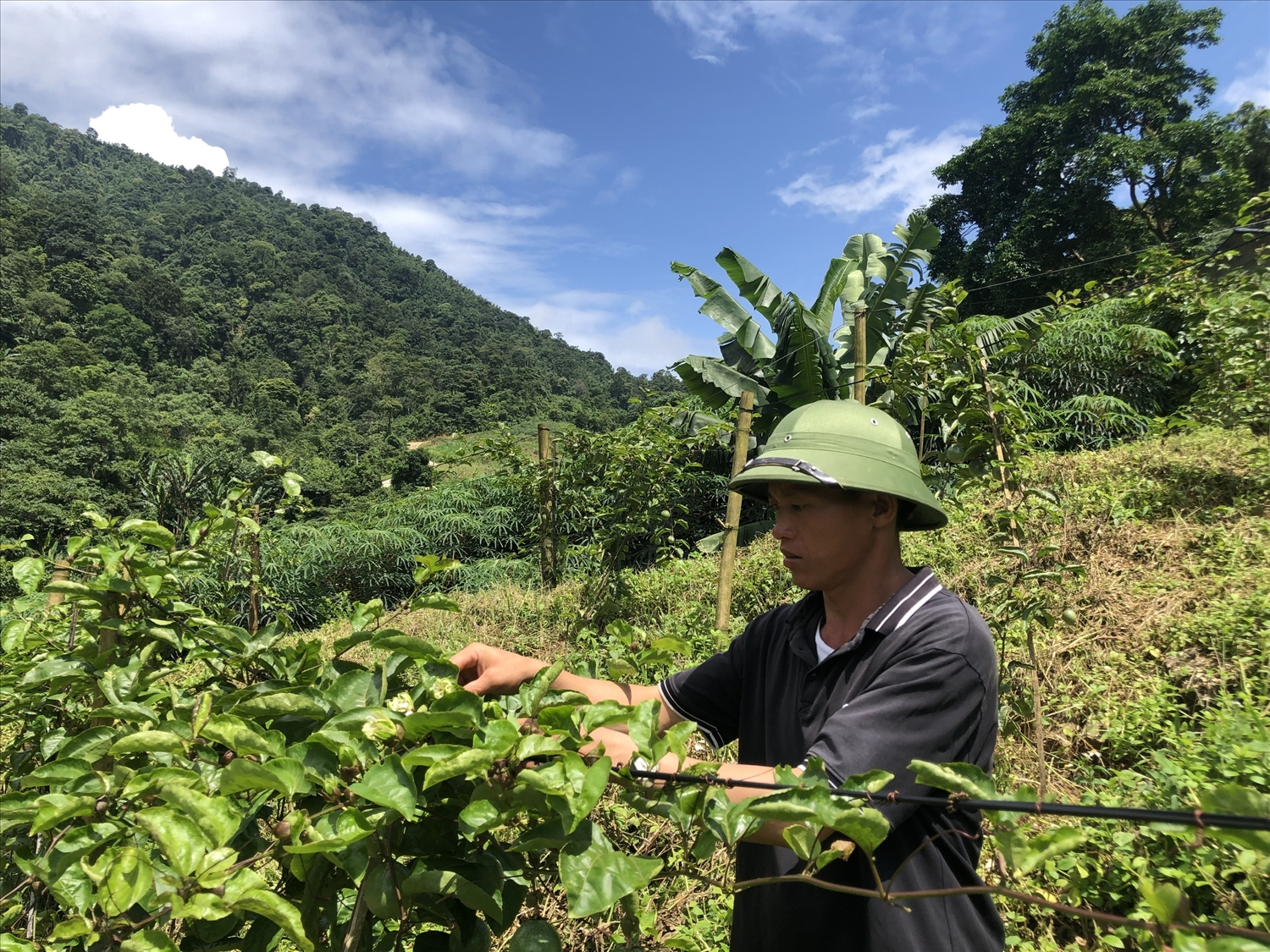 Lào Cai tập trung giải ngân vốn các Chương trình MTQG với quyết tâm chính trị cao nhất 2 Người dân xã Trịnh Tường, huyện Bát Xát trồng chanh leo từ nguồn vốn hỗ trợ thuộc Chương trình MTQG 1719 mang lại hiệu quả kinh tế cao
