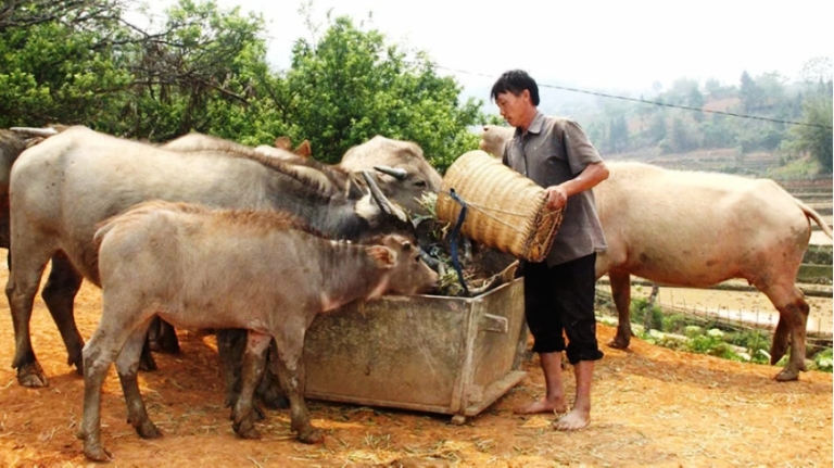 Tín dụng chính sách – Đòn bẩy giúp đồng bào dân tộc thiểu số Yên Bái thoát nghèo bền vững 4 Nhiều hộ đồng bào dân tộc thiểu số tại Yên Bái đã mạnh dạn vay vốn chính sách để mở rộng gia trại, phát triển chăn nuôi để từ đó thoát nghèo, nâng cao chất lượng cuộc sống (ảnh CTTĐT tỉnh Yên Bái )