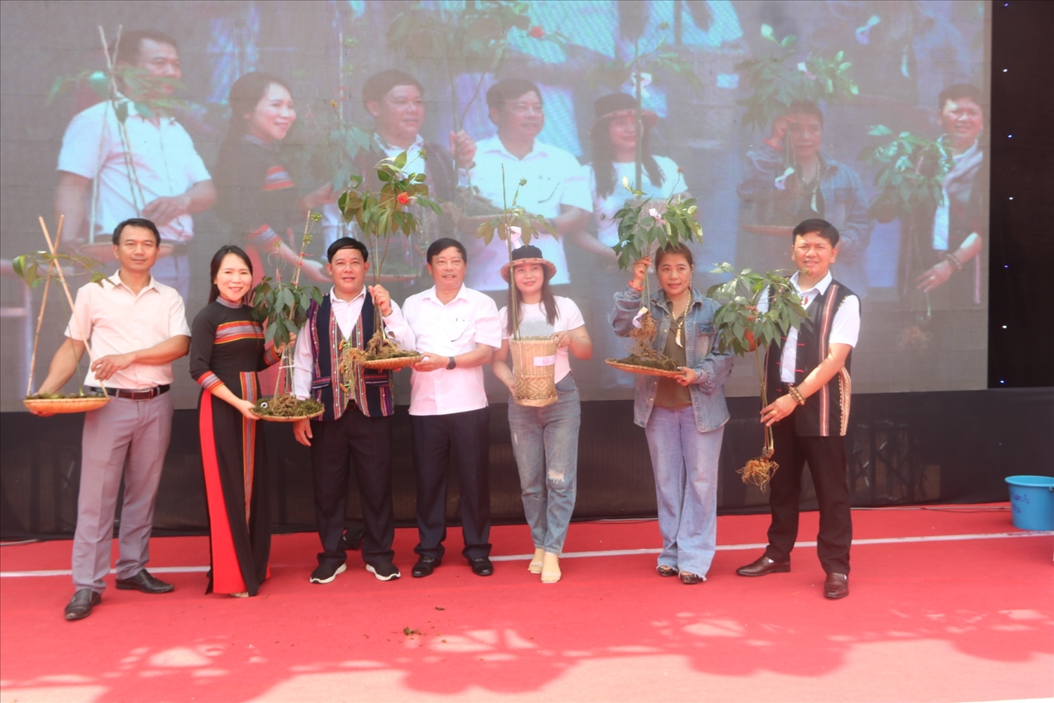 Sam Ngoc Linh duoc trong chu yeu o Nam Tra My Quang Nam. 456566