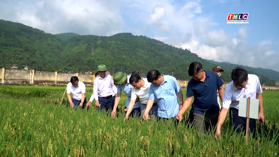 Them 2 giong lua thuan do Lao Cai san xuat chuan bi duoc cap phep luu hanh trong nam 2025