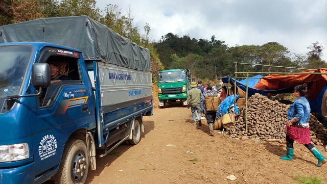 Xã Y Tý: Diện tích trồng cây Hoàng sin cô tăng mạnh, vượt gần 24 ha so với kế hoạch 2 Thương lái đến thu mua hoàng sin cô trên vùng cao Bát Xát.